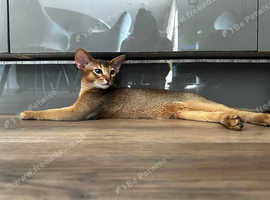 Pure  Abyssinian Kittens
