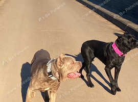 Stunning cane Corso Isabella male
