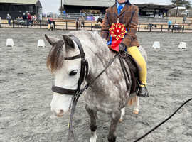 Top LR Show Pony