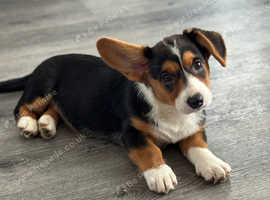 LAST BOY Cardigan Welsh Corgi Pup