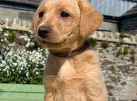 Stunning KC reg Labradors