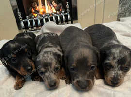 Mini daxi pups for sale