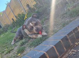 Male Pocket Bully abkc