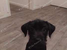 3 month old Schnauzers