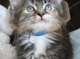 Gorgeous Nebelung cross Kittens 1 male available