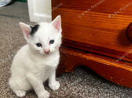 3 British longhair kittens