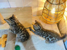 Stunning Bengal Kitten - Ready for a Loving Home!