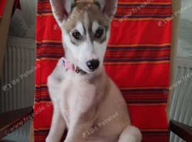 Siberian husky (girl) 13 weeks old
