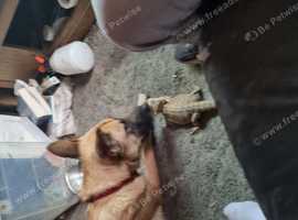 19 month Belgium malinois