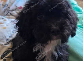 Shihtzu x Pomeranian Pups
