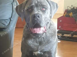 Cane corso
