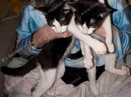 Bonded Female Siblings