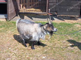 Female goat