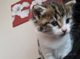 Beautiful kitten for sale