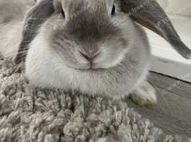 Blue Sallender female rabbit 1 year old
