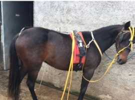 14.1 driving mare