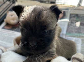 Gorgeous Cairn Terrier Puppies