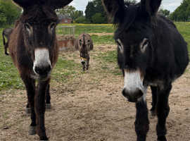 X2 14.2h Jenny donkeys