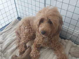 Jackapoo puppies for sale