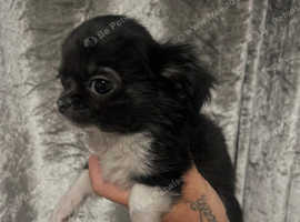 Tiny chihuahua pup