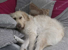 4 year old labradoodle