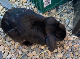 holland lop for sale