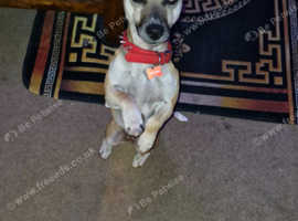 Jack Russell