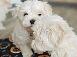 KC registered Maltese puppies. READY NOW