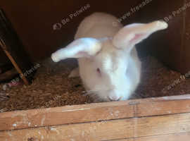 Boy Flemish Giant rabbit for sale