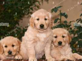 3 Beautiful Golden Retriever Puppies Available