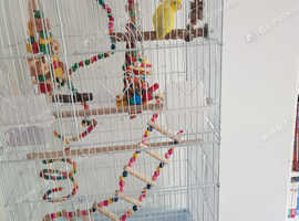 Adult parrotlet for sale