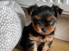 KC- pedigree registered Yorkshire terrier
