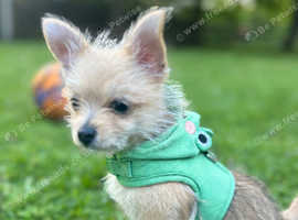 Male Pom