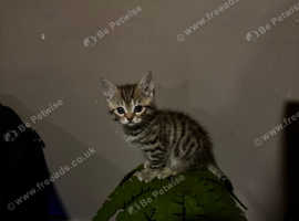 2 Persian X Blue Russian male kittens for sale - £160