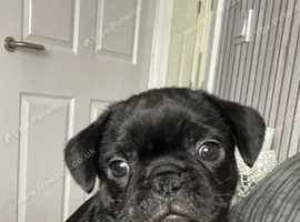 2 gorgeous boys left