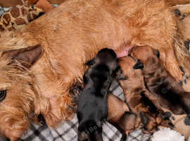 Gorgeous Mini-Wire Dachsund Boy