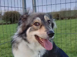BIG STAN is looking for a spacious, quiet and loving home - no young children