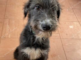 Collie, whippet, deerhound x bull greyhound