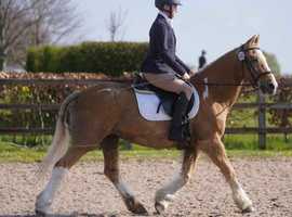 13.3hh palomino mare