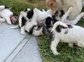 Beautiful Fox Terrier Puppies - ready for new homes on 1st July