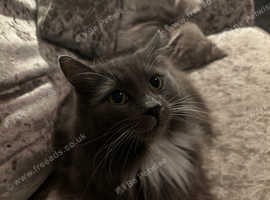 Stunning nebelung female cat