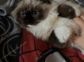 Ragdoll for sale