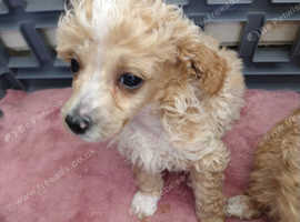 3 cute boy toy poodle puppies