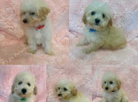 Beautiful f1 poochons ready now
