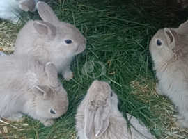Rabbits baby for sale
