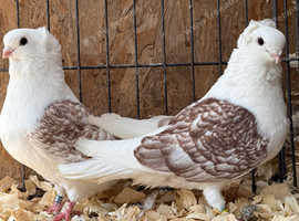Old German Owls Show Quality