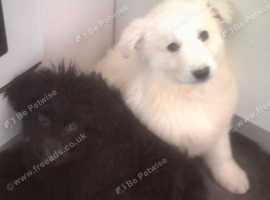 Beautiful K.C. Reg. German Shepherd Puppies