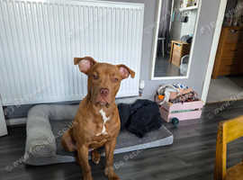 Ruby needs a new home