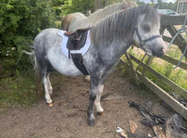 Registered Welsh section A Gelding