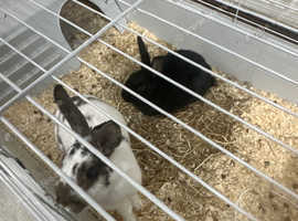 Hi for sale my black Havana rabbit with cage white and gray